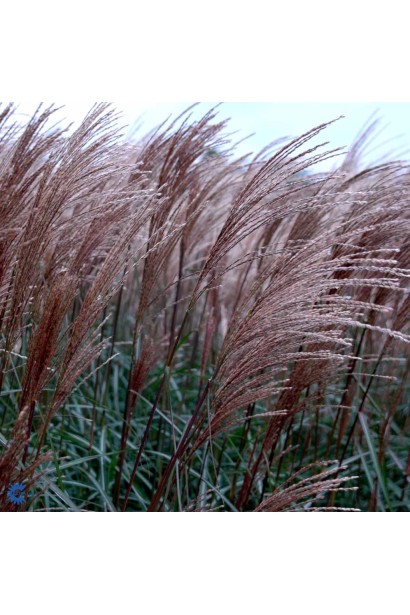Miscanthus sinensis ‘Dronning Ingrid’ – високий злак із сріблястими суцвіттями